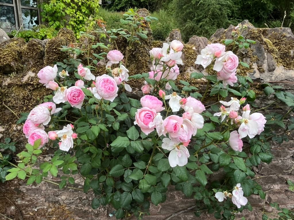 Garden flowers at Ruthlin