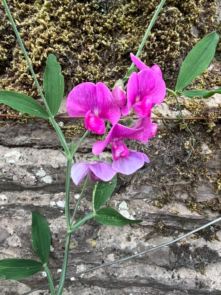Flowers in the Ruthlin garden