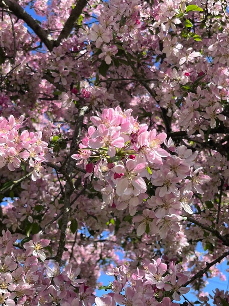 The Ruthlin garden in flower