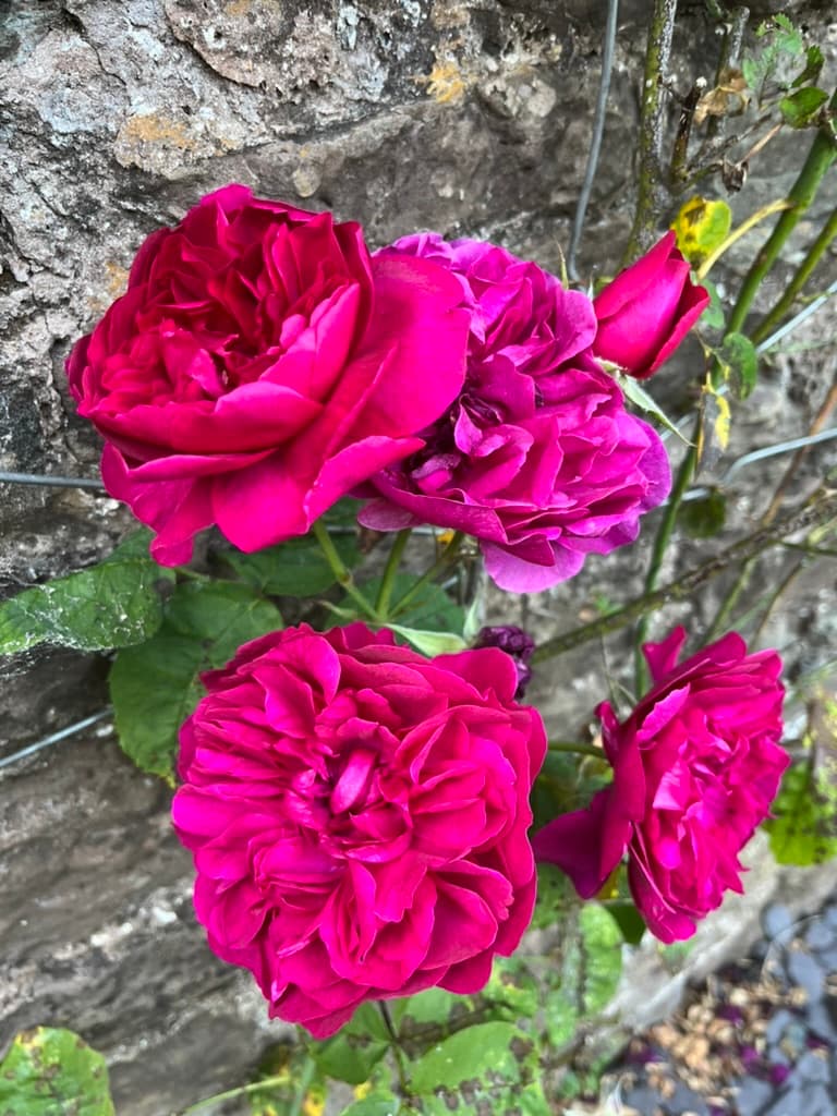 Spring flowers at Ruthlin