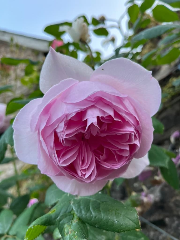 Garden at Ruthlin