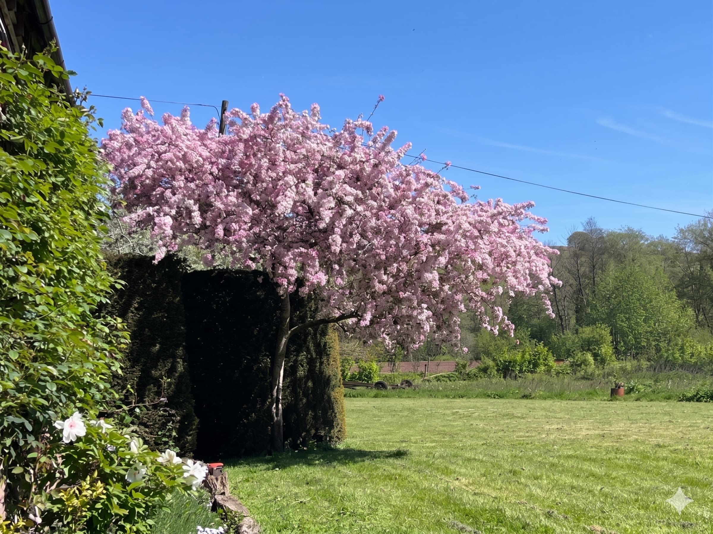 The garden and grounds at Ruthlin in full summer colour