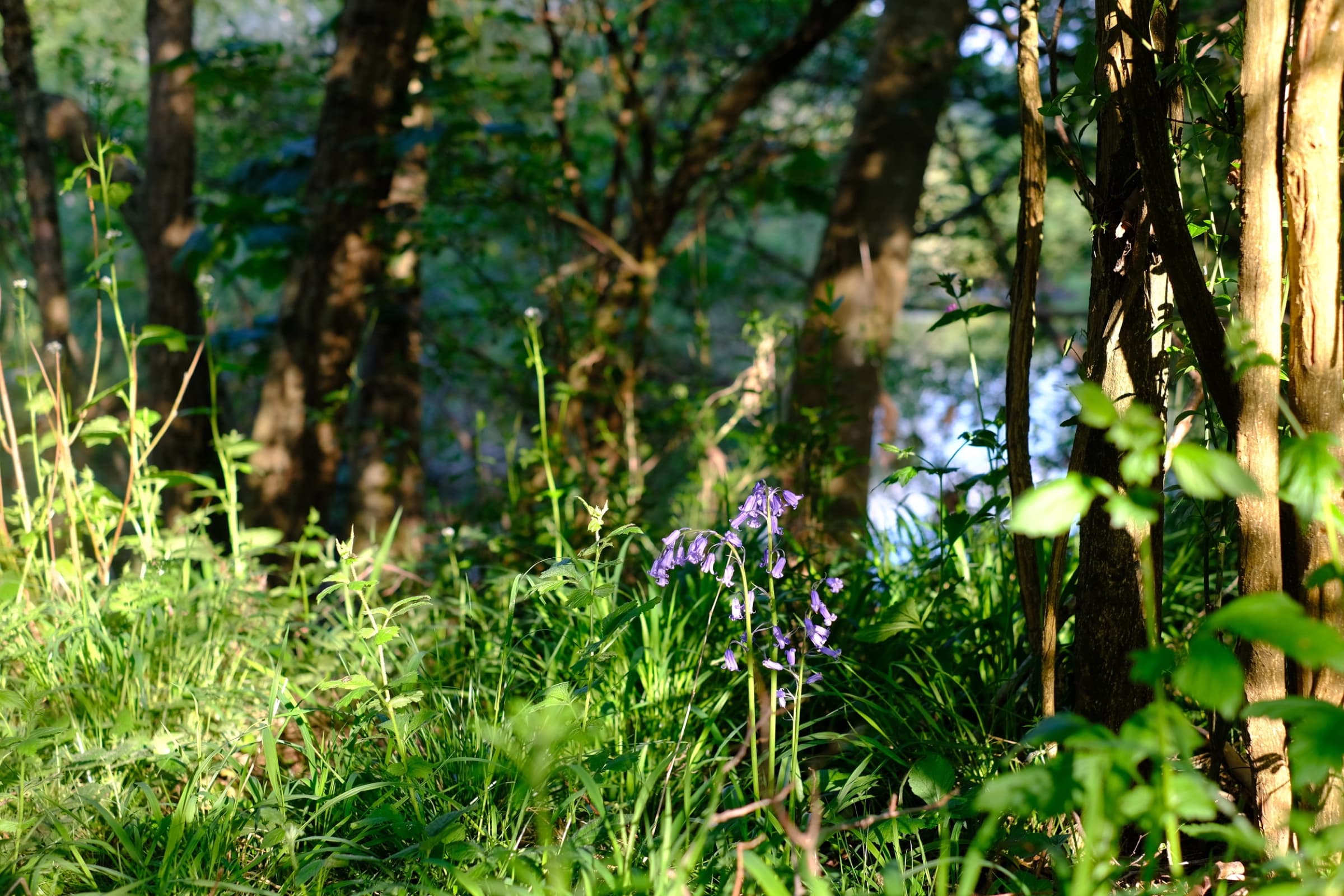 The Ruthlin garden in summer