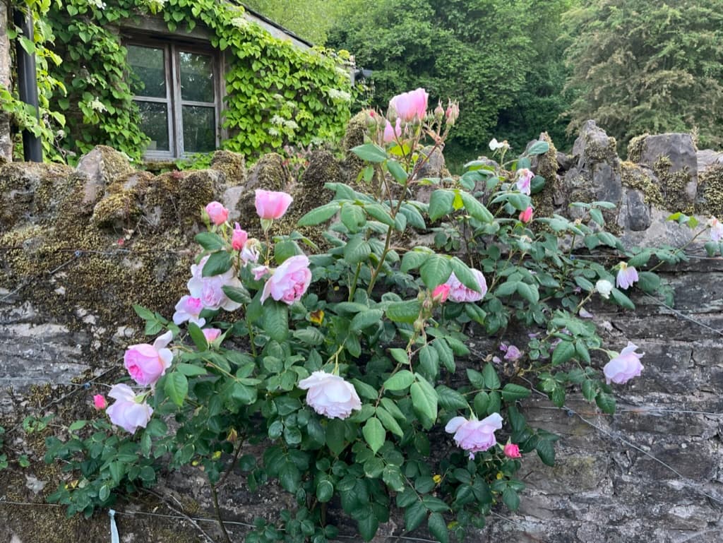 The garden at Ruthlin