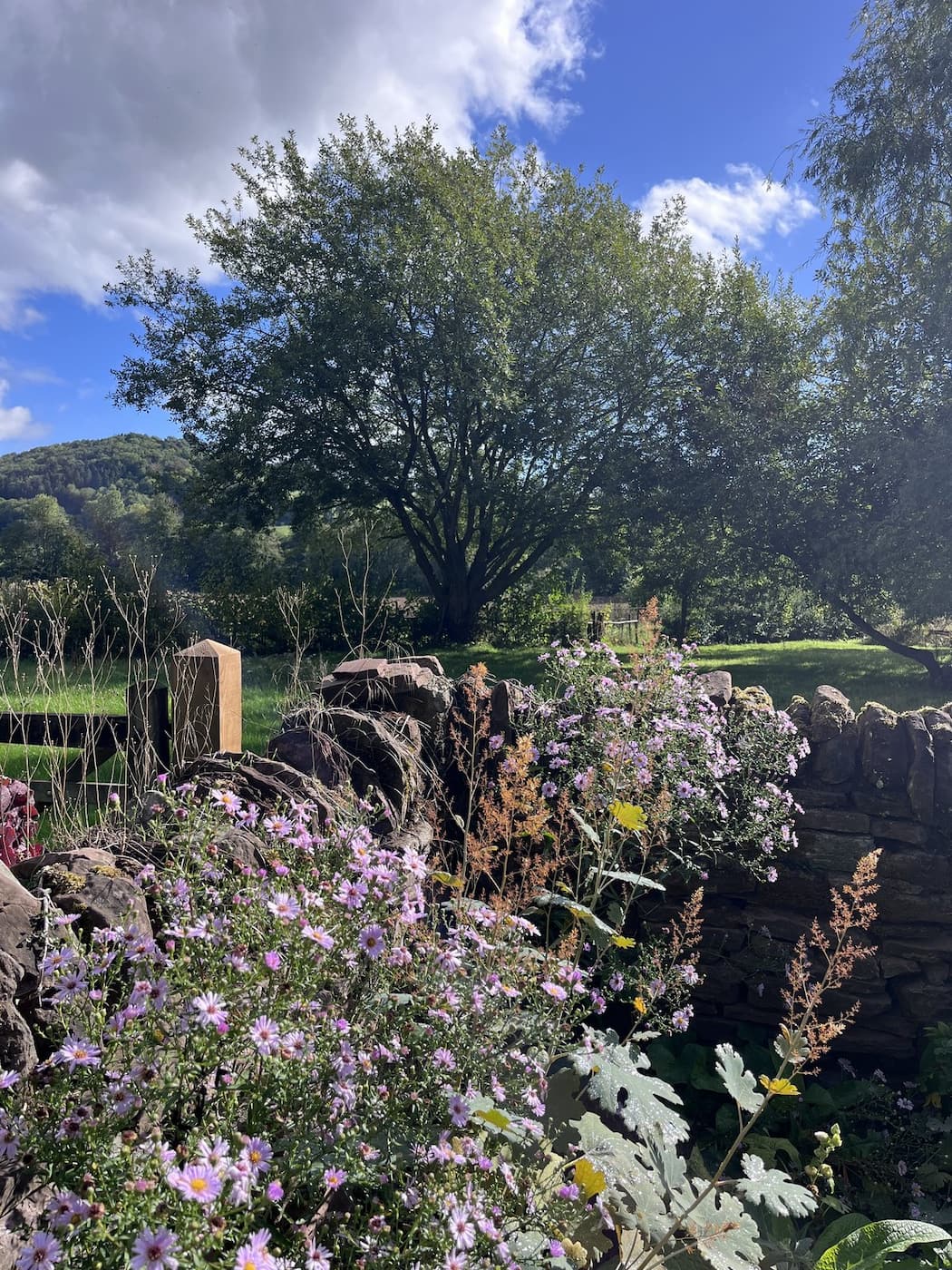 Autumn asters along the dry-stone wall at Ruthlin holiday let, Skenfrith