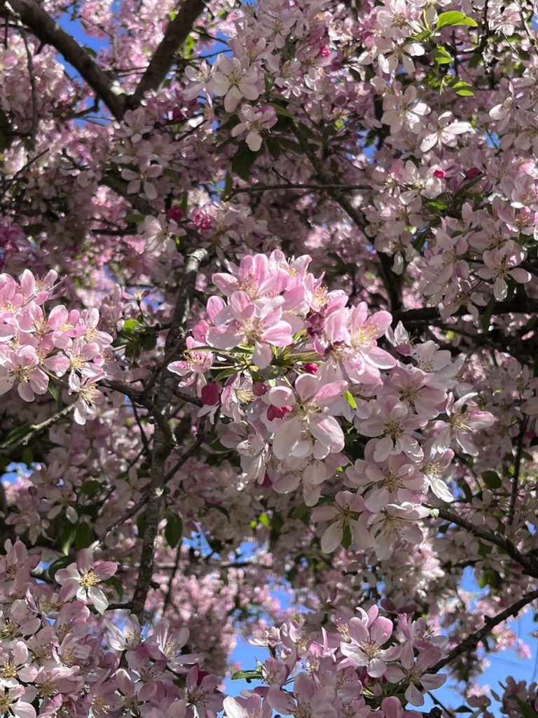 Apple blossom against a blue spring sky at Ruthlin