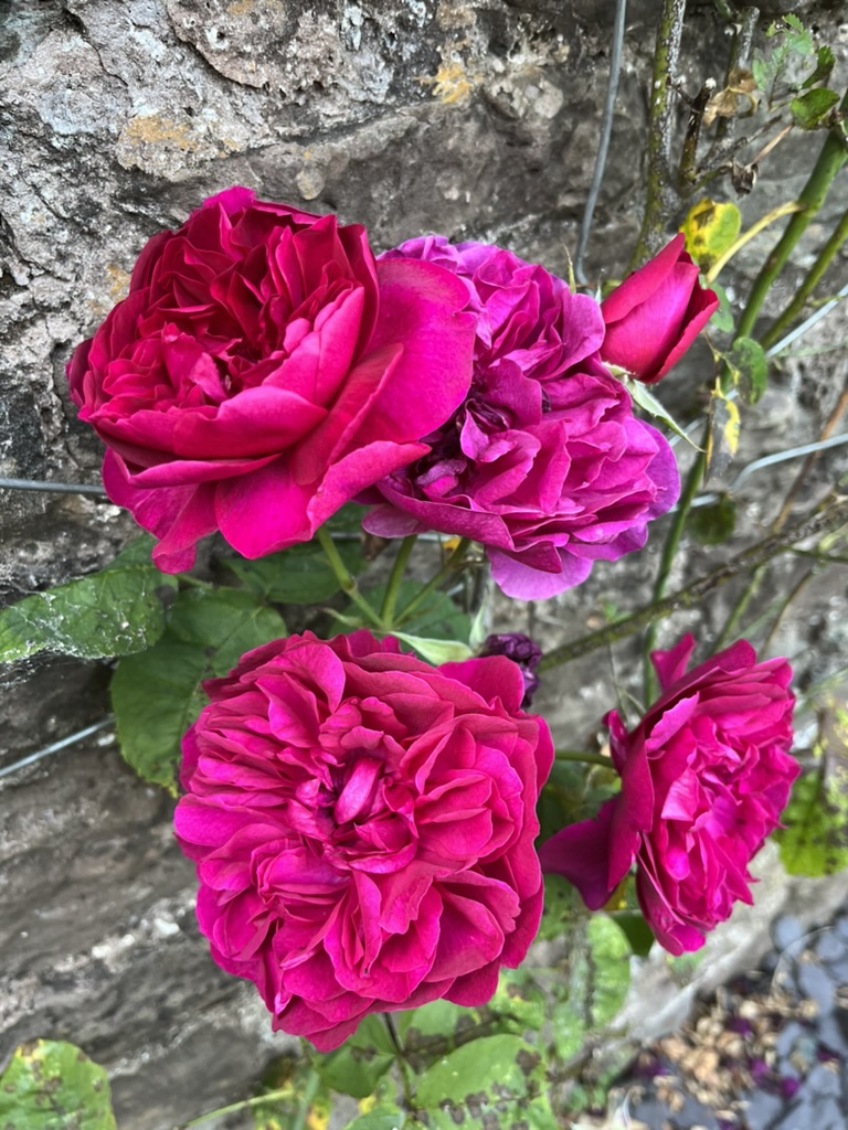 Deep pink David Austin roses climbing the old stone wall at Ruthlin