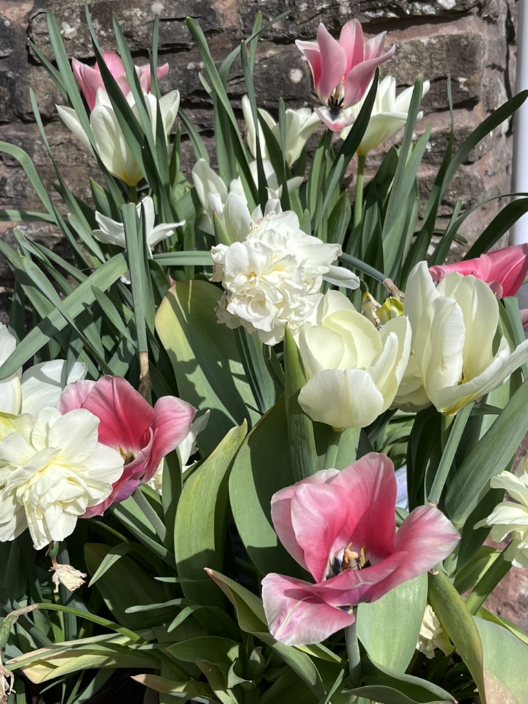 Spring tulips and narcissi against the old brick wall at Ruthlin