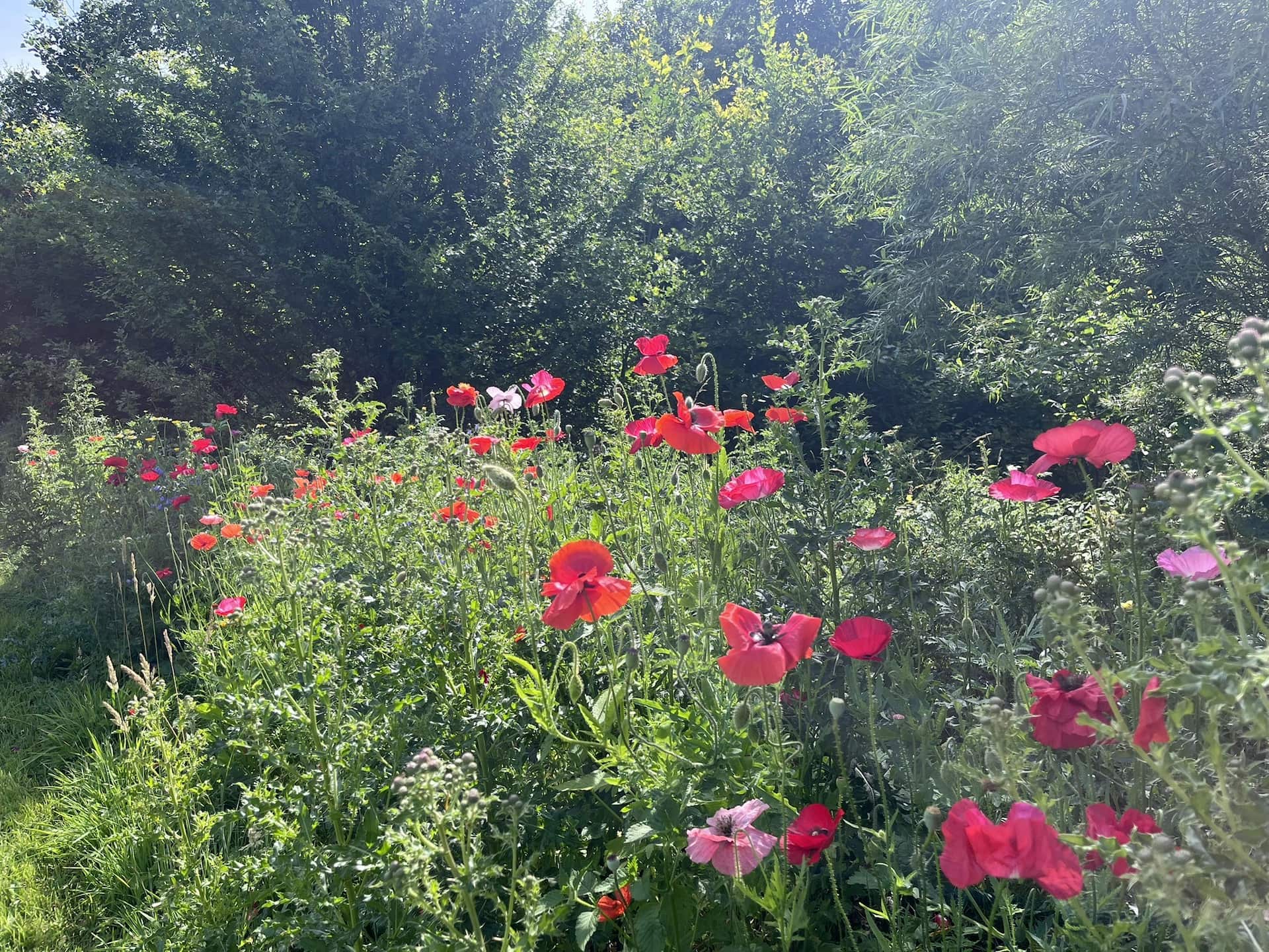 A wildflower meadow of red and pink poppies at Ruthlin, a riverside retreat in Monmouthshire