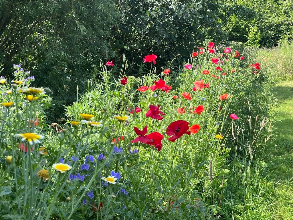 A wildflower border of poppies, cornflowers and daisies at Ruthlin