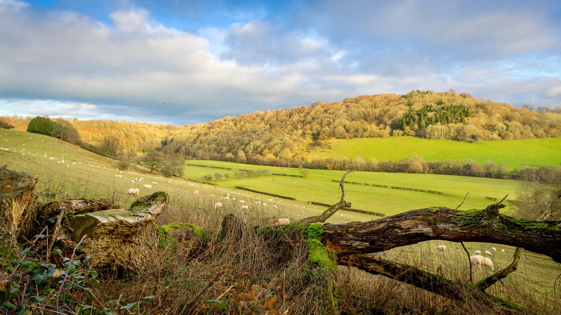 Sheep grazing in the Monnow valley below the wooded hills at Ruthlin